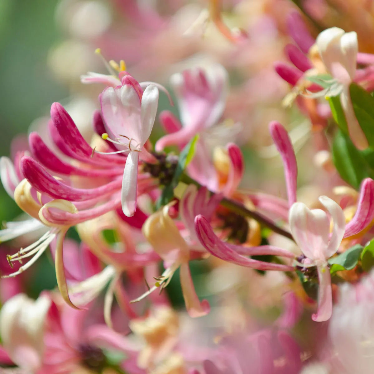 Retreat Collection - Japanese Honeysuckle